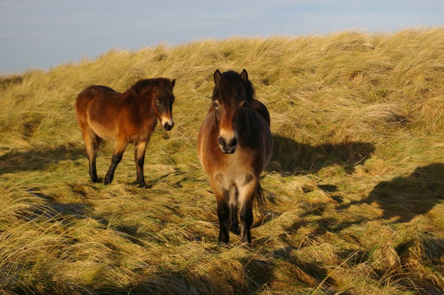 Exmoor Ponies on Annstead Dunes