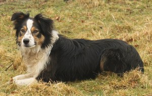 Flexigraze sheepdog Jess
