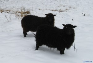 Shetland Sheep