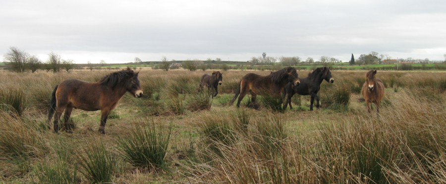 Exmoor Ponies on Prestwick Carr
