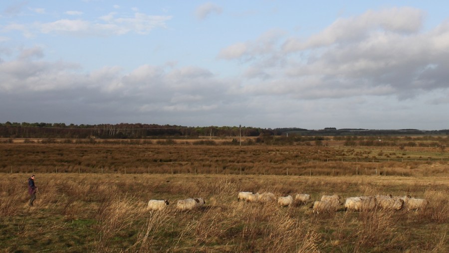 IMG_9071 moving sheep on Prestwick Carr (c) Duncan Hutt