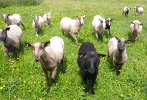 Grazing at Whittle Dene, Northumberland