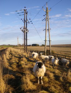 Sheep by the old aqueduct