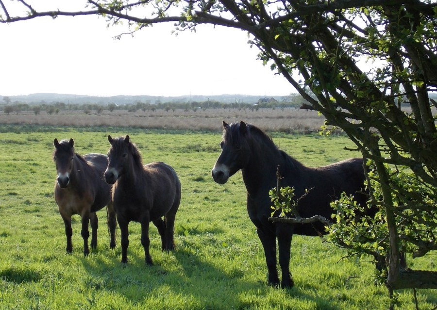Exmoor Ponies on Prestwick Carr 