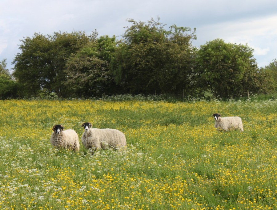 Sheep in the buttercups