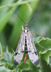 Scorpion fly