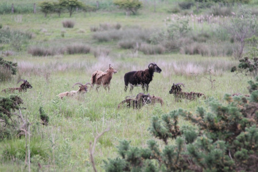 Soay sheep at Linton Lane nature reserve.
