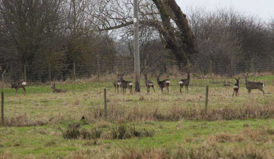 Roe deer (c) Duncan Hutt