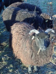 Hebrideans at Hauxley enjoying some winter sun