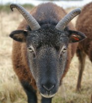 Soay Sheep Flexigraze CIC Soay Sheep Flexigraze CIC