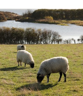 Swaledale sheep at hauxley