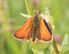 small skipper